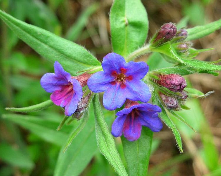 Ajuga reptans & Buglossoides purpurocaerulea